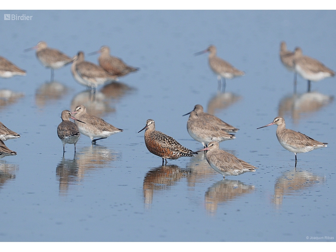 Limosa haemastica