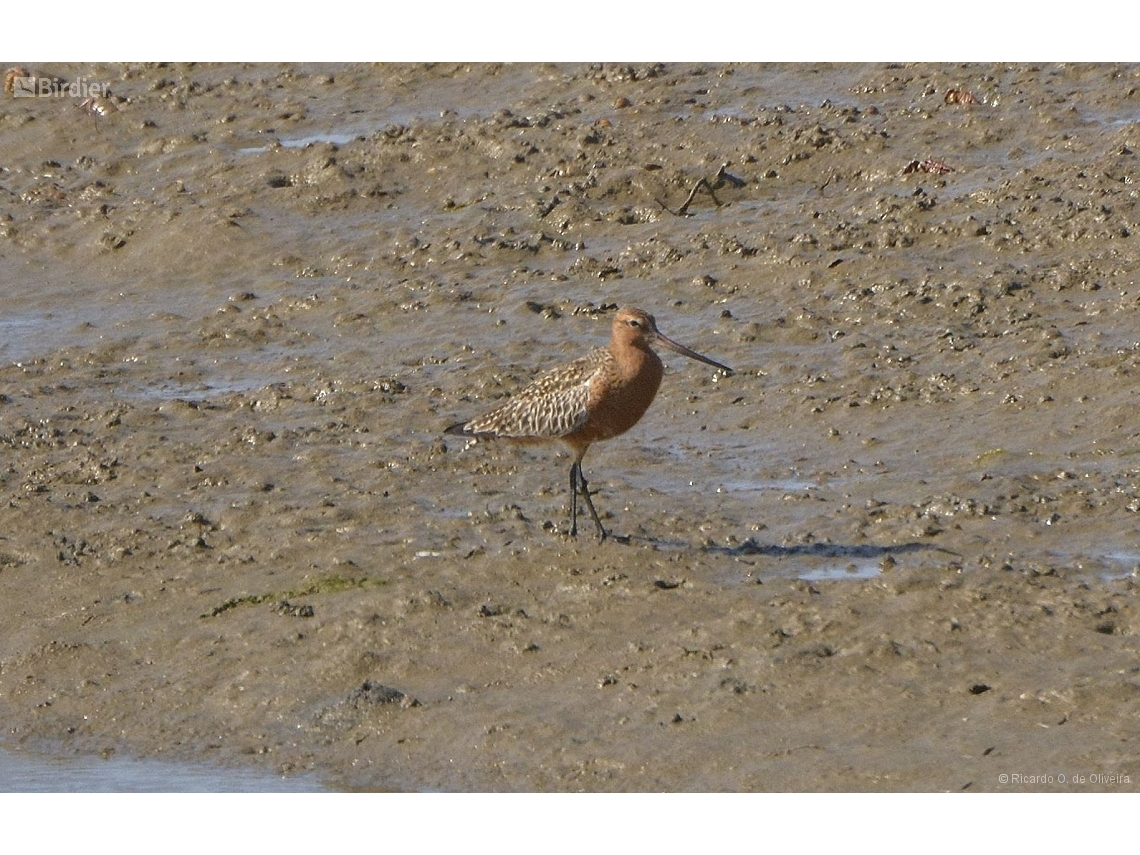 Limosa lapponica