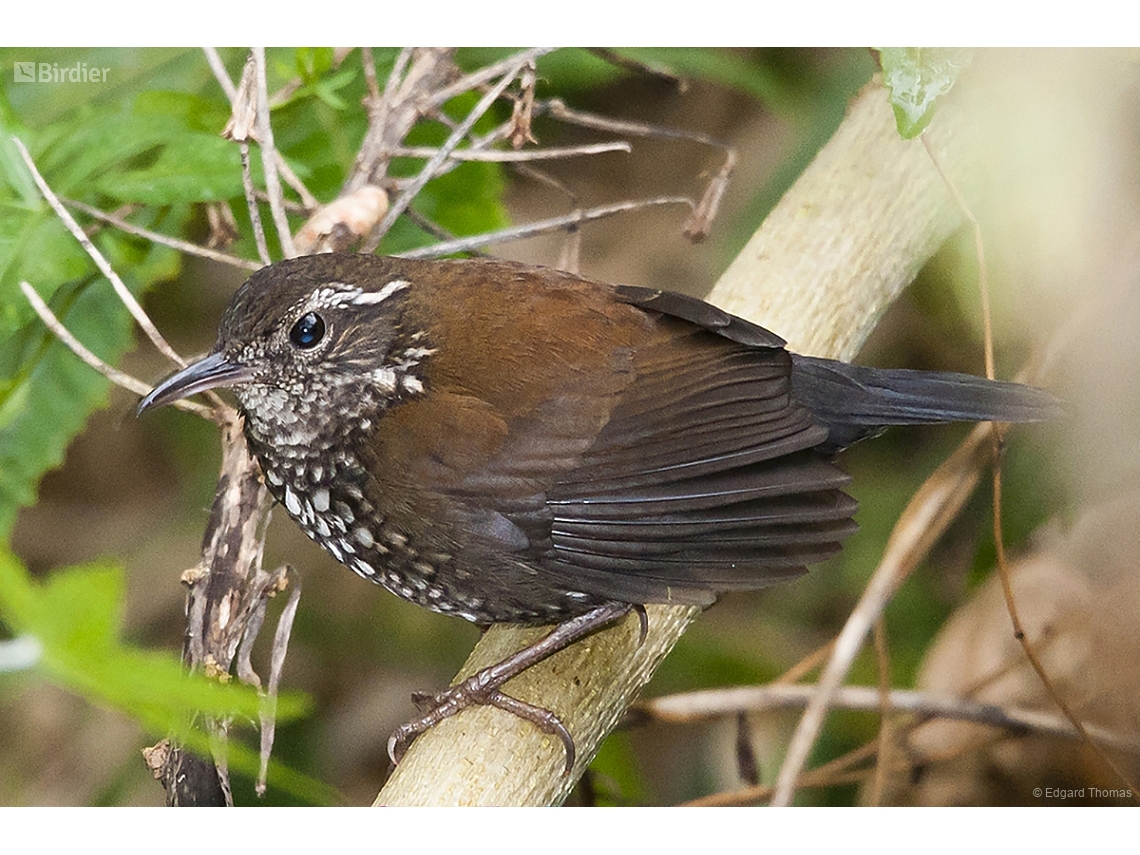 Lochmias nematura