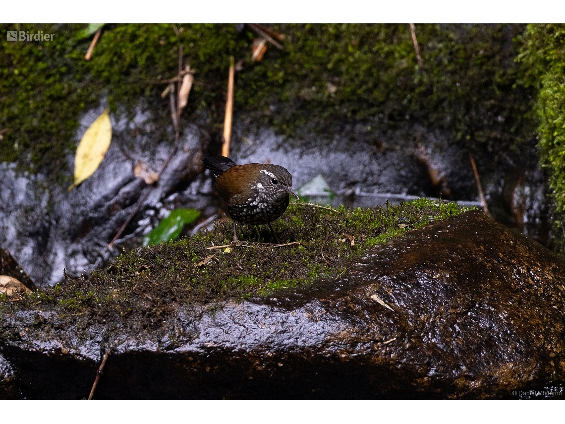 Lochmias nematura