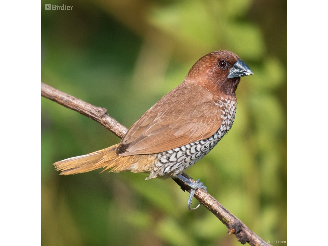 Lonchura punctulata