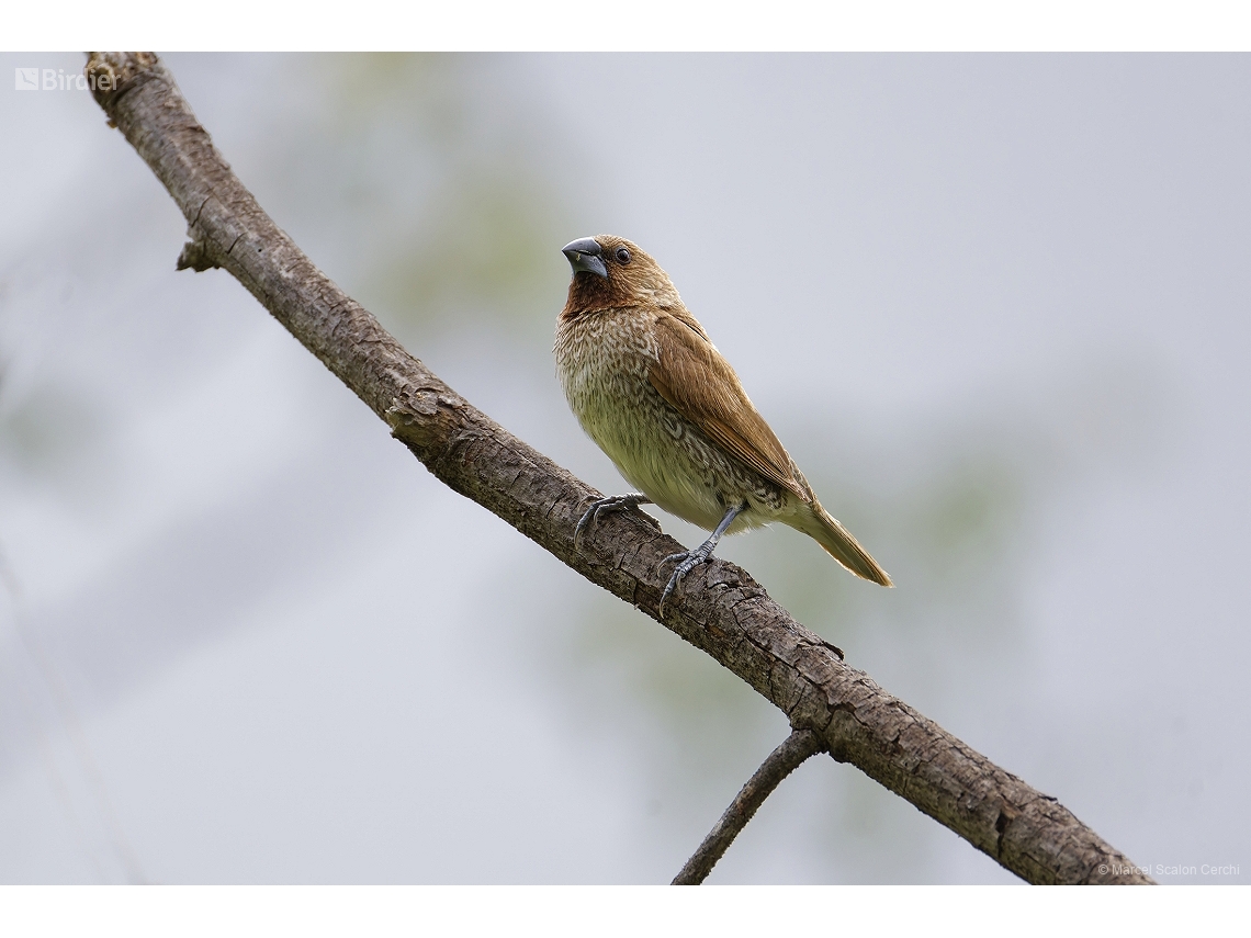 Lonchura punctulata