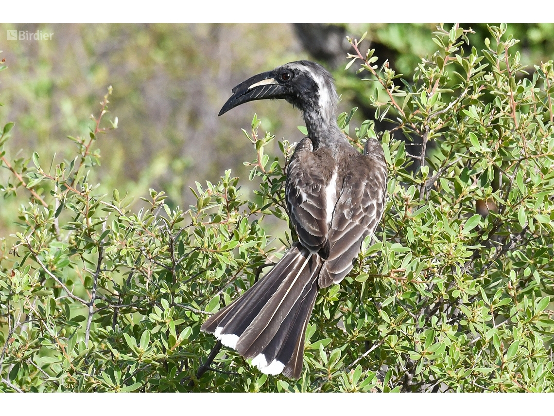 Lophoceros nasutus