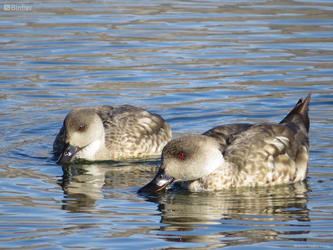 Lophonetta specularioides