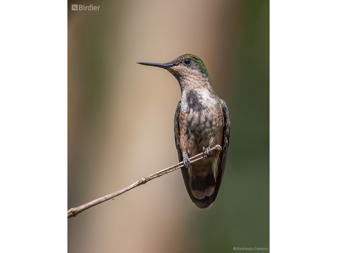 Lophornis chalybeus