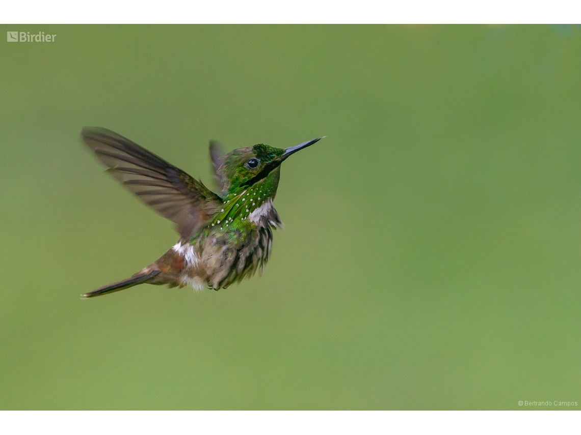 Lophornis chalybeus