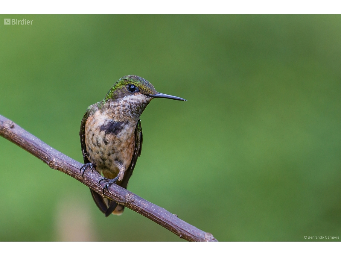 Lophornis chalybeus