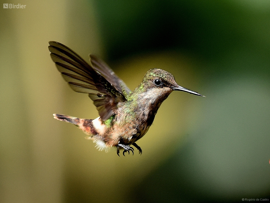 Lophornis chalybeus