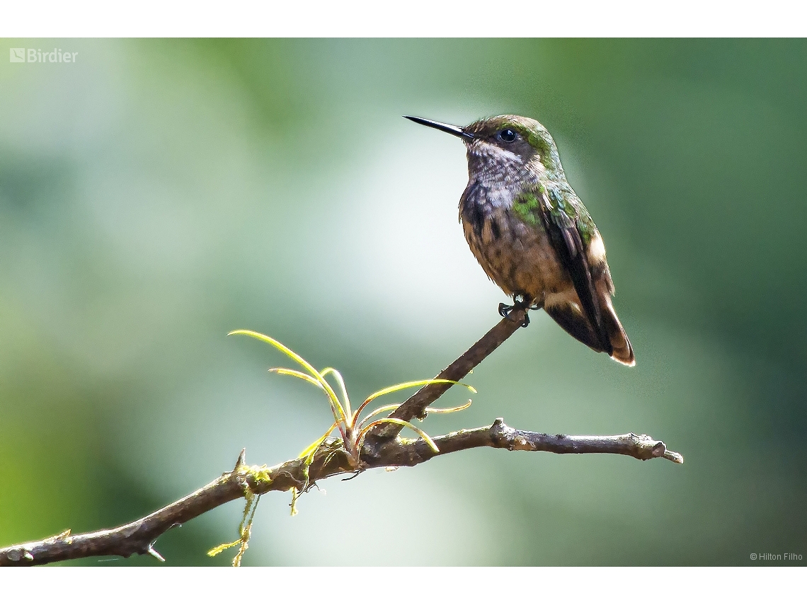 Lophornis chalybeus