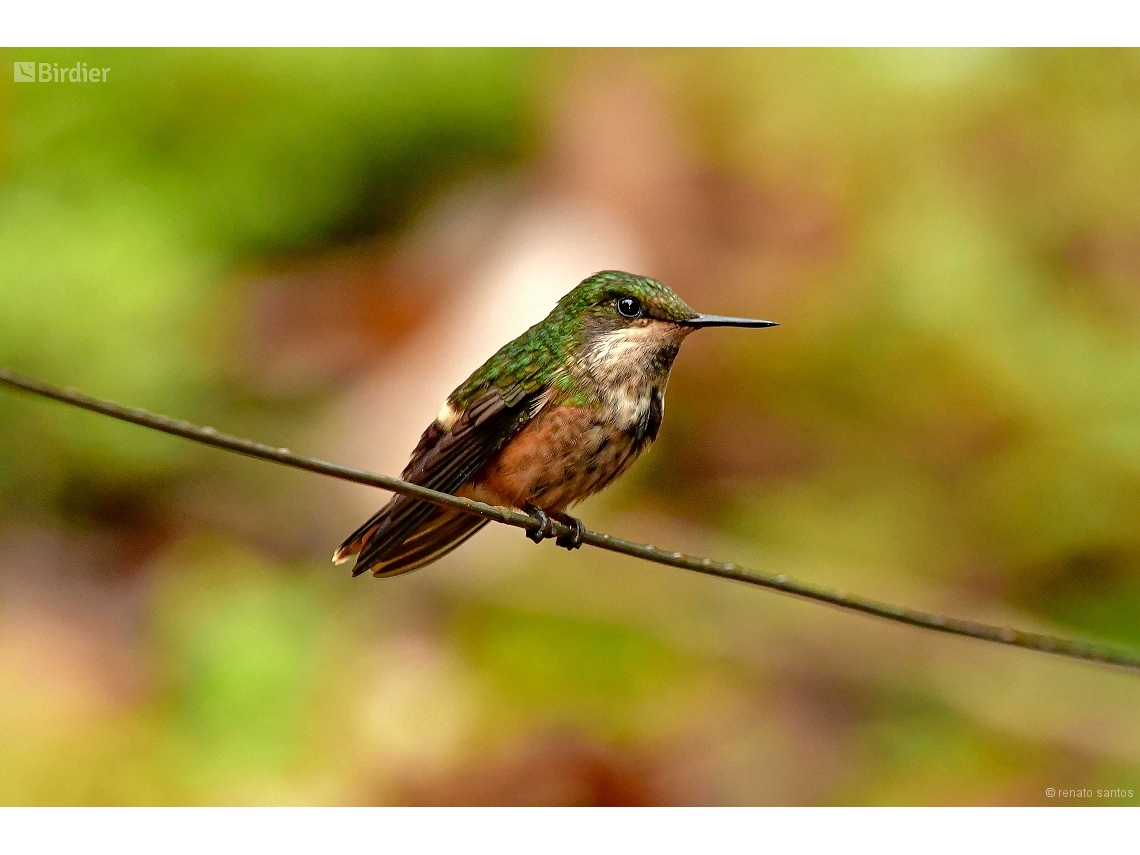 Lophornis chalybeus