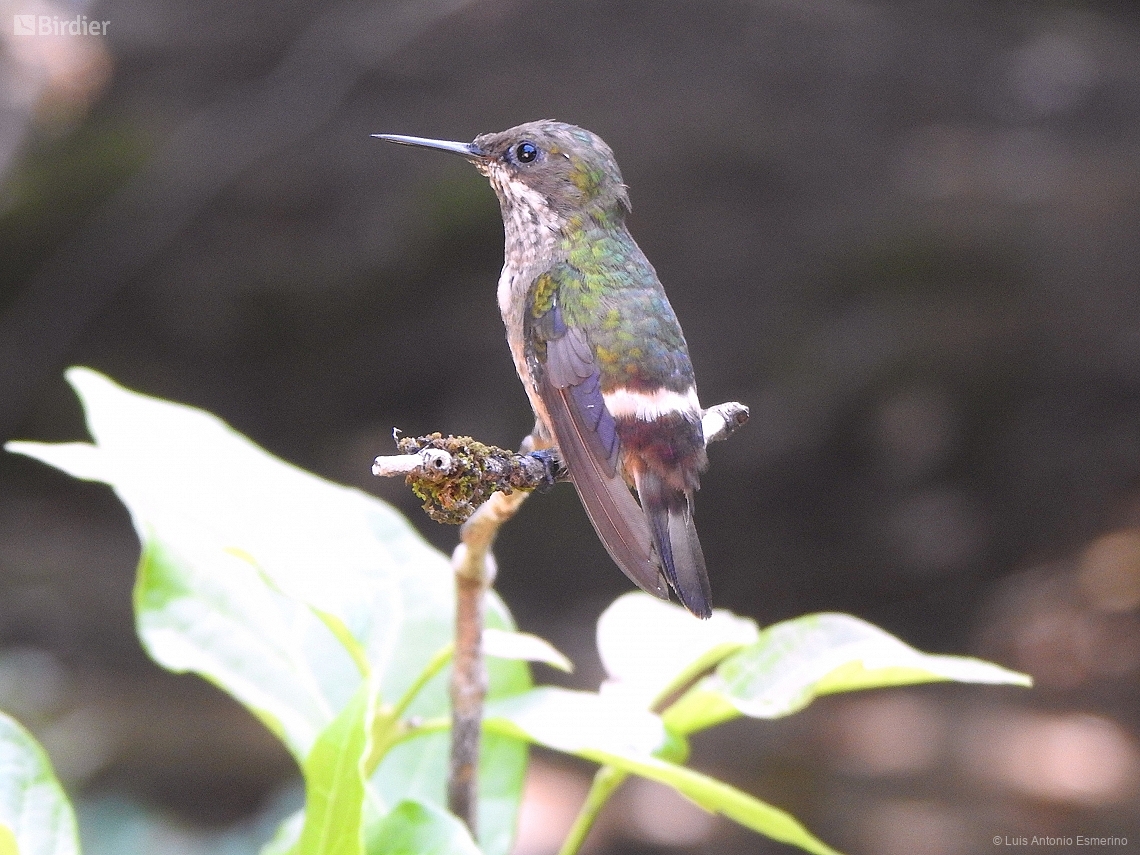 Lophornis chalybeus