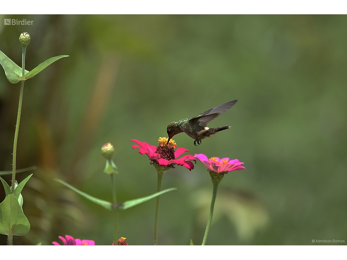 Lophornis magnificus