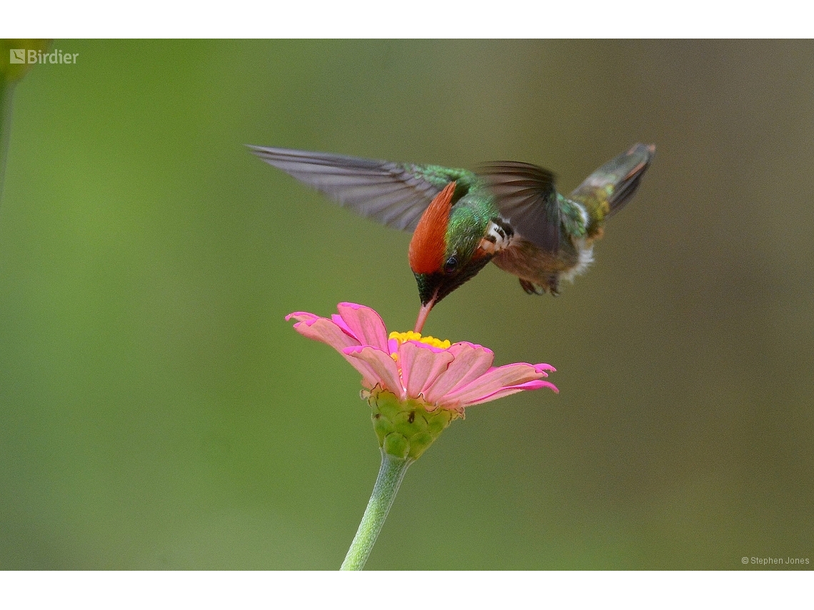 Lophornis magnificus