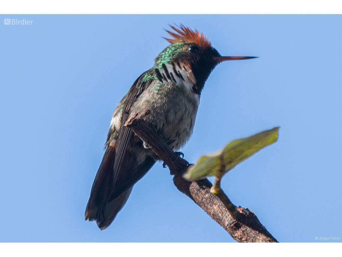 Lophornis magnificus