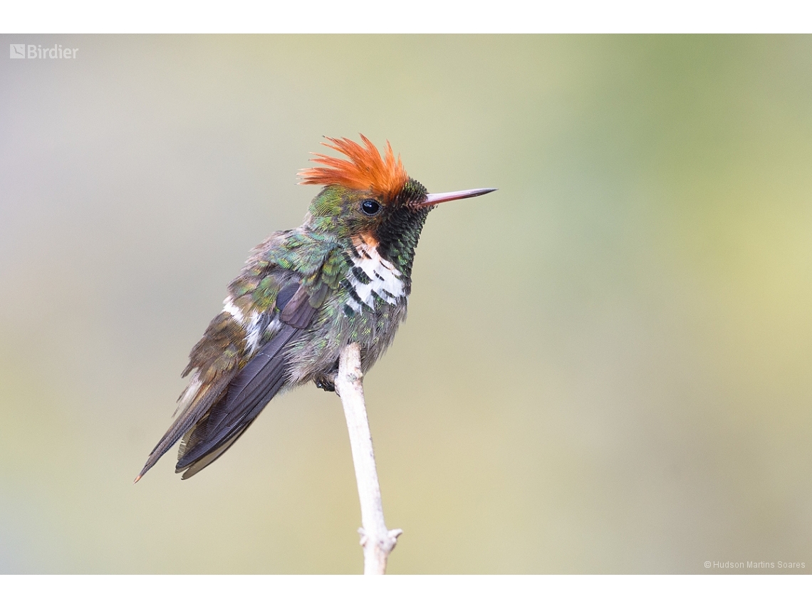 Lophornis magnificus