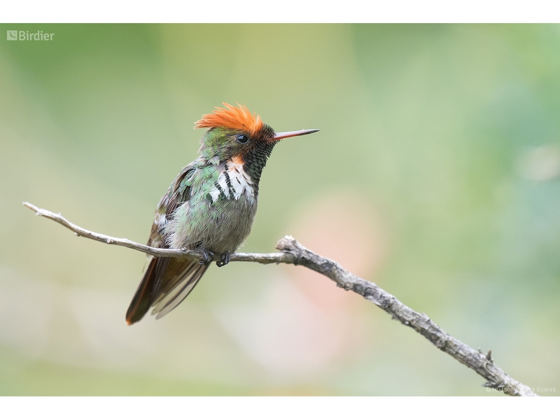 Lophornis magnificus