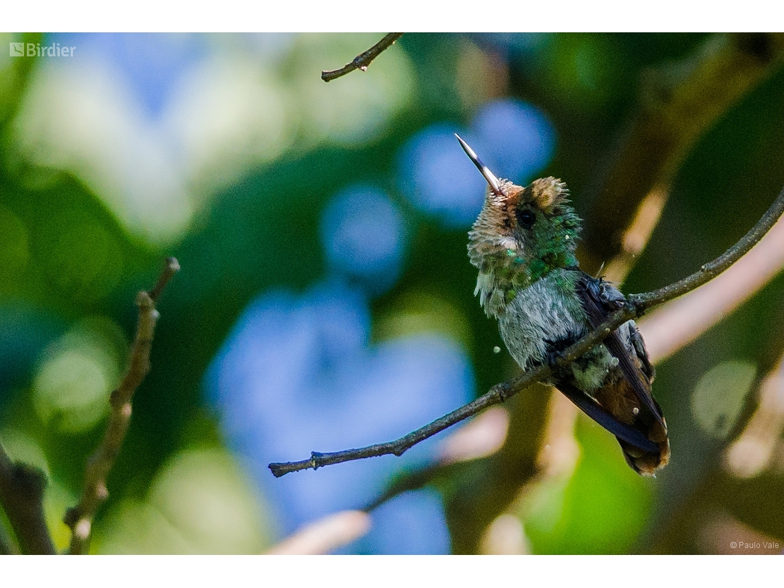 Lophornis magnificus