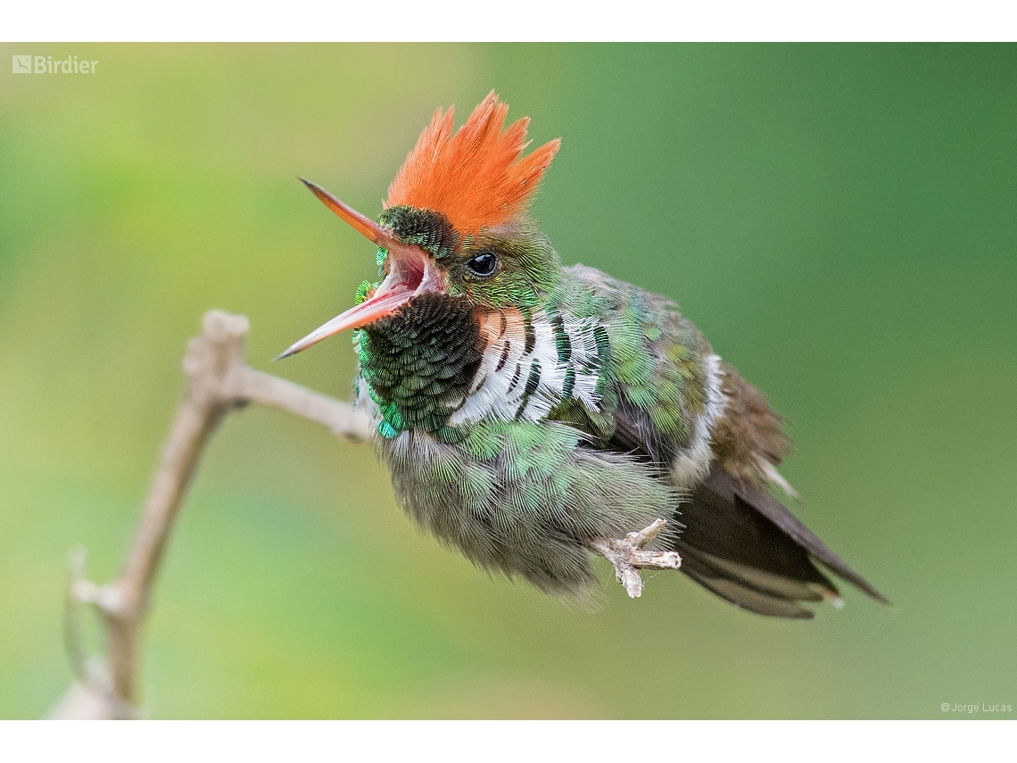 Lophornis magnificus