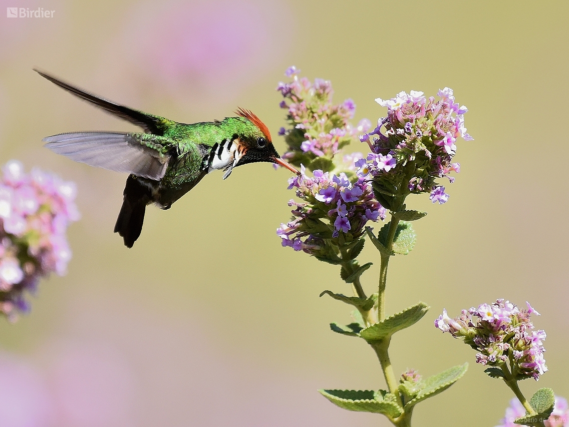 Lophornis magnificus