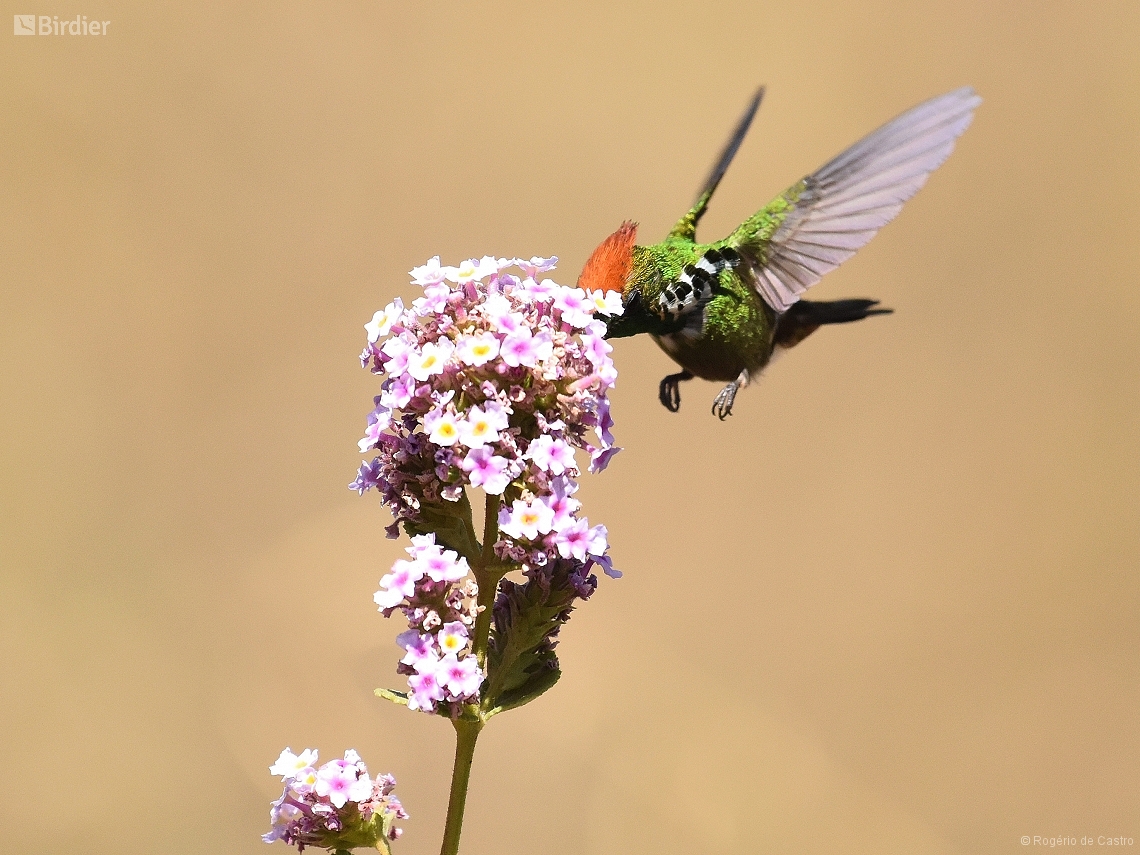 Lophornis magnificus