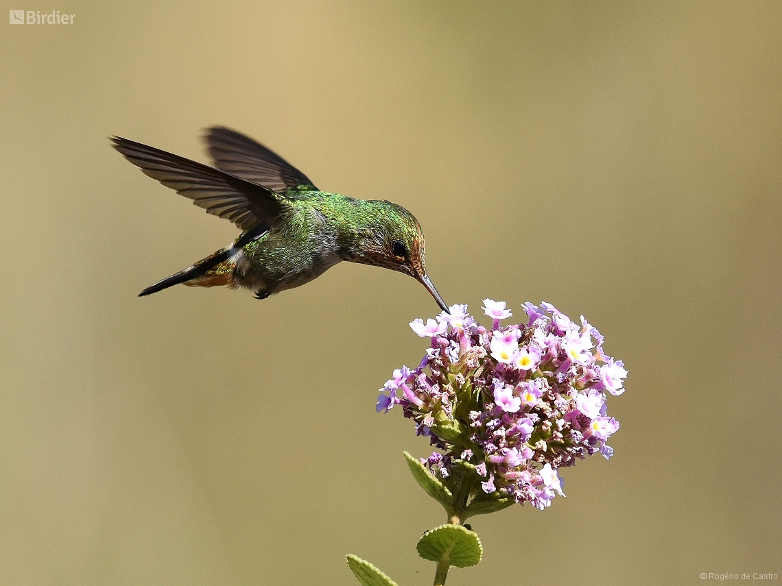 Lophornis magnificus