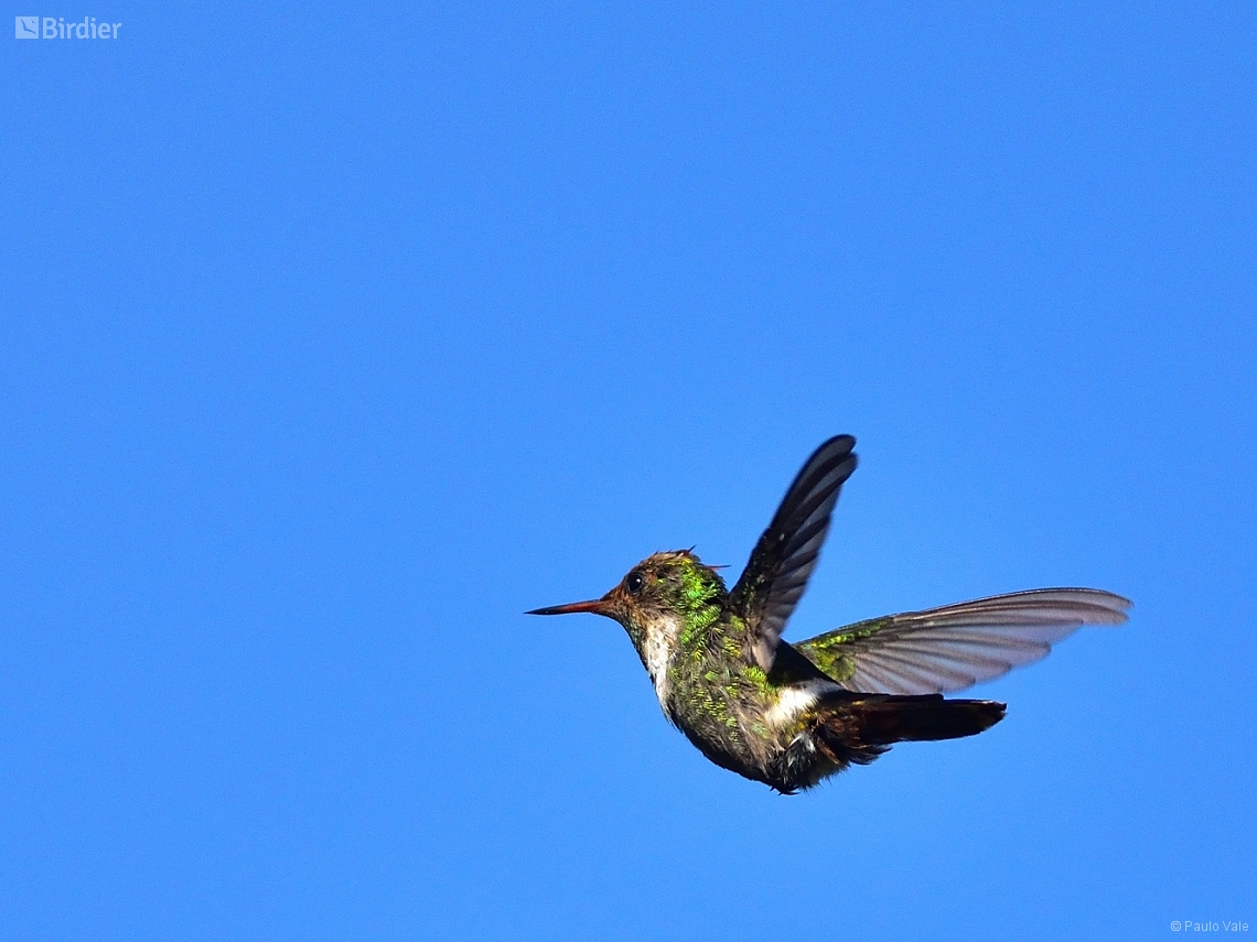 Lophornis magnificus