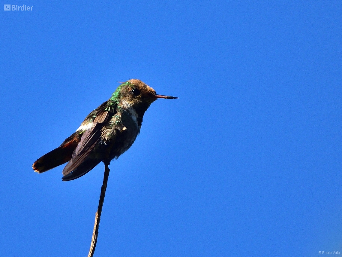 Lophornis magnificus