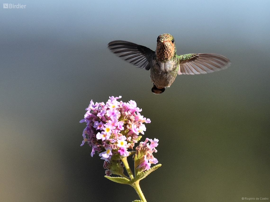 Lophornis magnificus