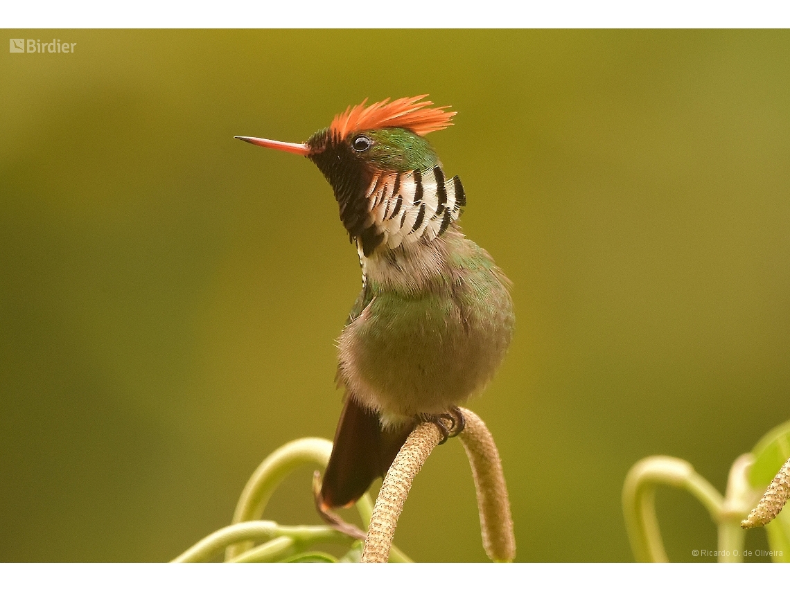 Lophornis magnificus