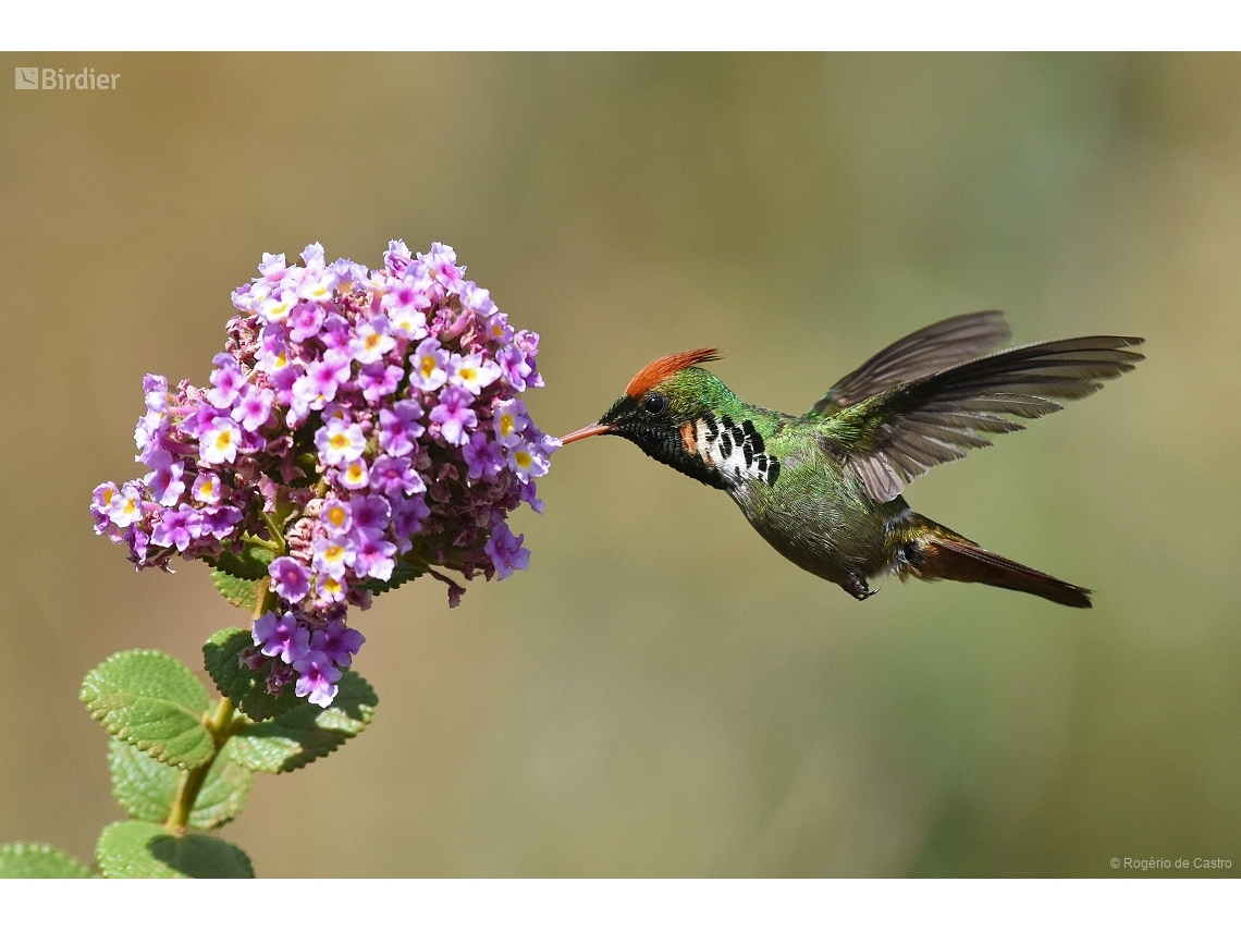 Lophornis magnificus