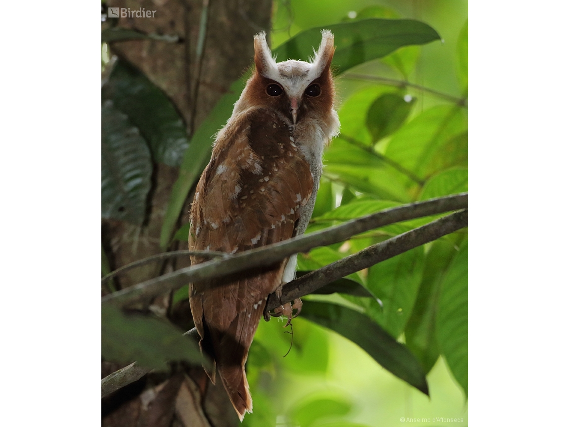 Lophostrix cristata