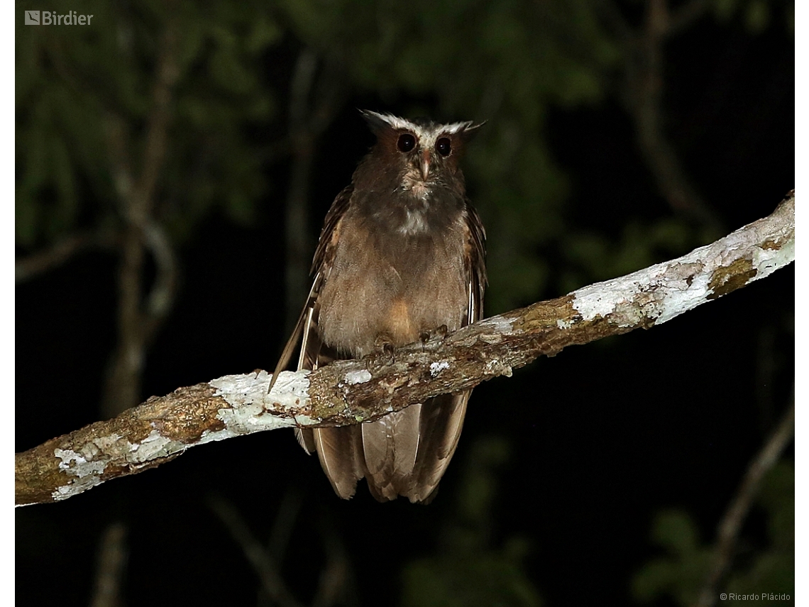 Lophostrix cristata