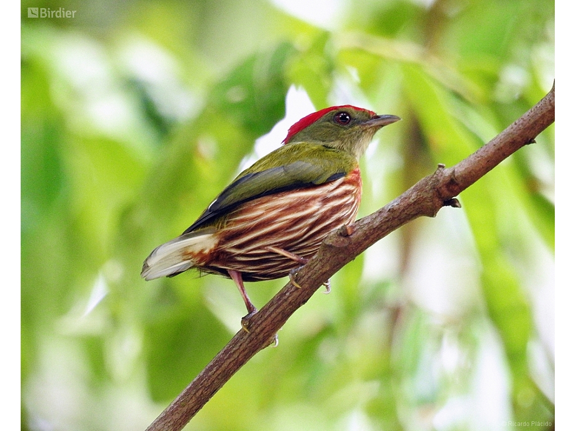 Machaeropterus striolatus