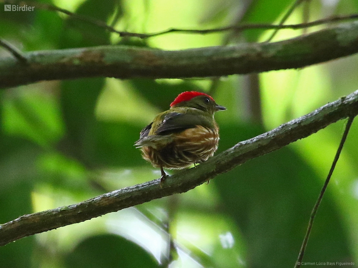 Machaeropterus striolatus