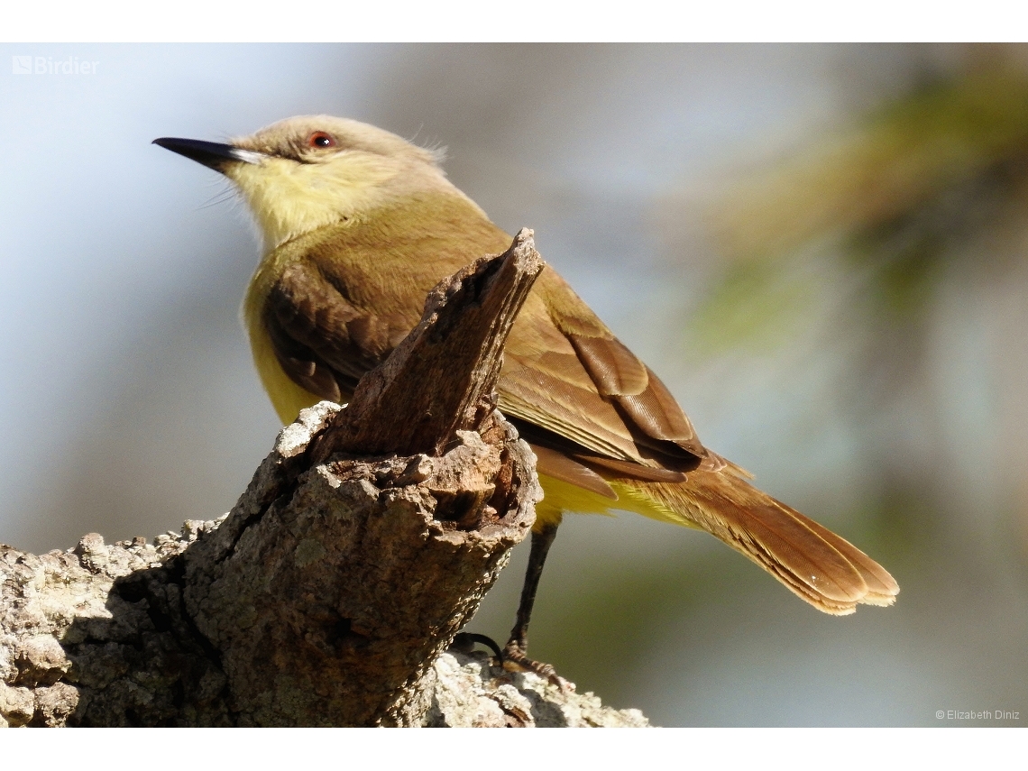 Machetornis rixosa