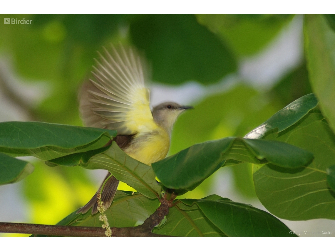 Machetornis rixosa