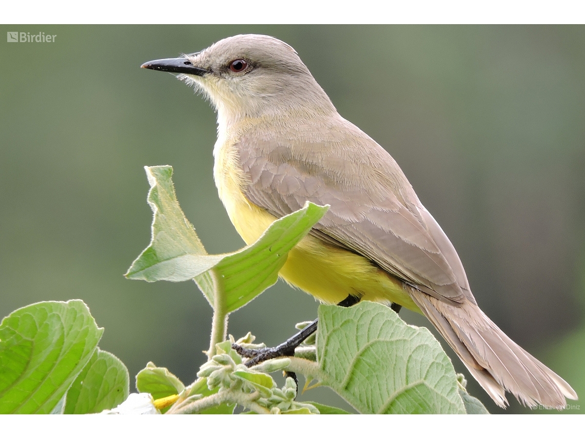 Machetornis rixosa