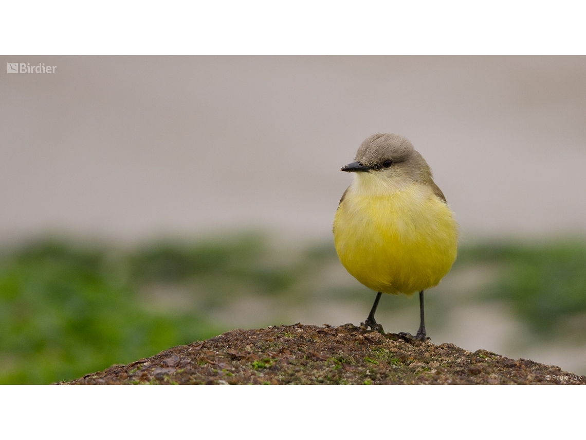 Machetornis rixosa