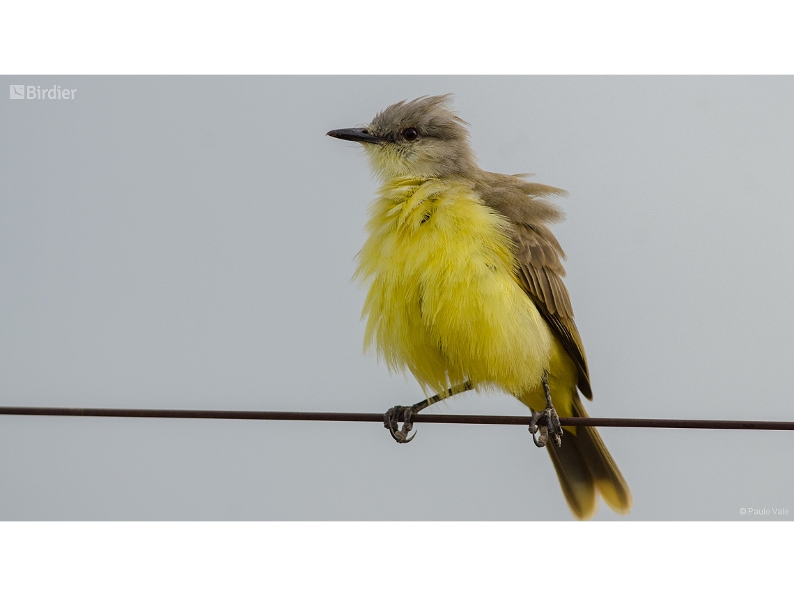 Machetornis rixosa