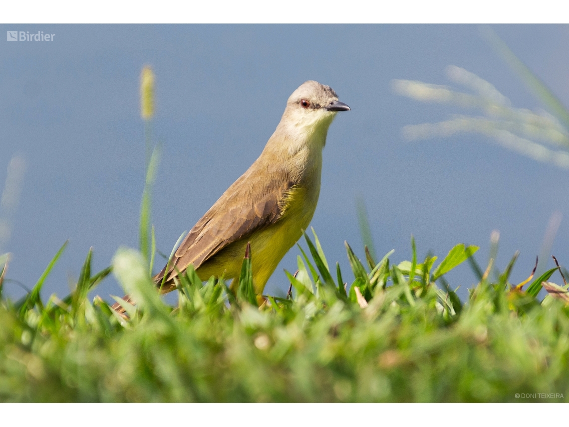 Machetornis rixosa