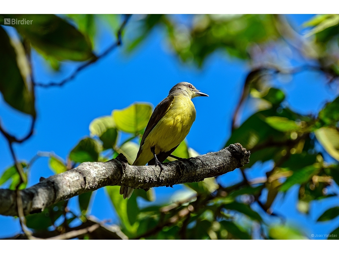 Machetornis rixosa