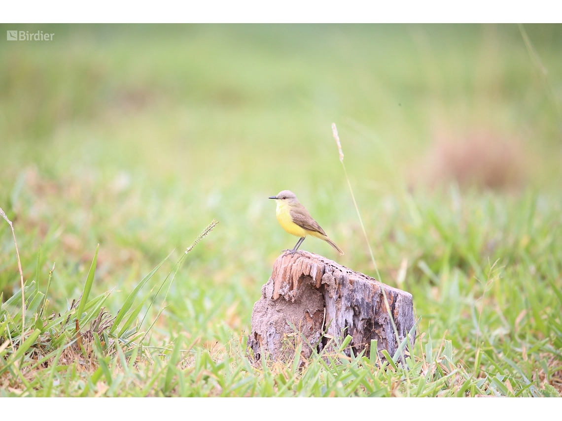 Machetornis rixosa