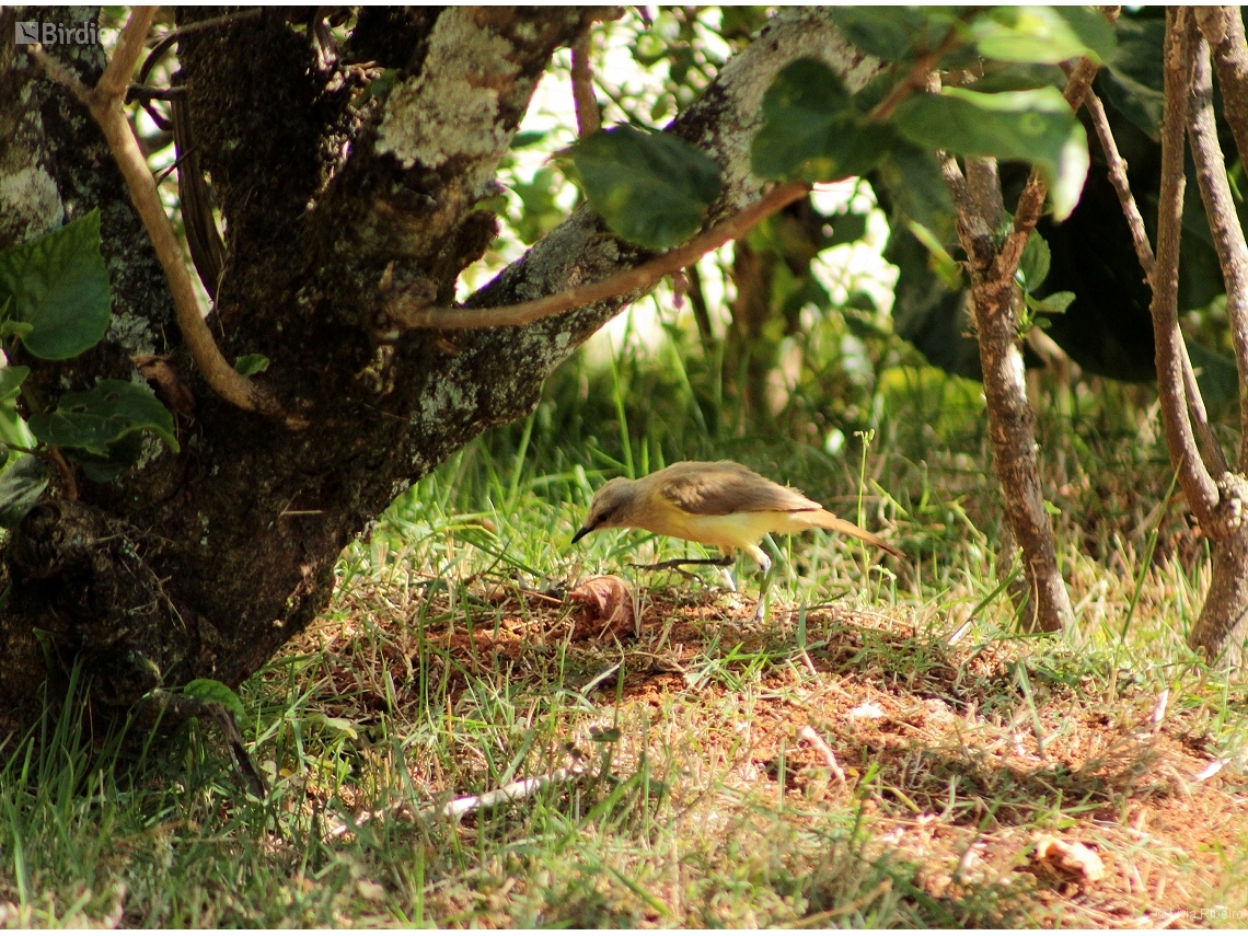 Machetornis rixosa