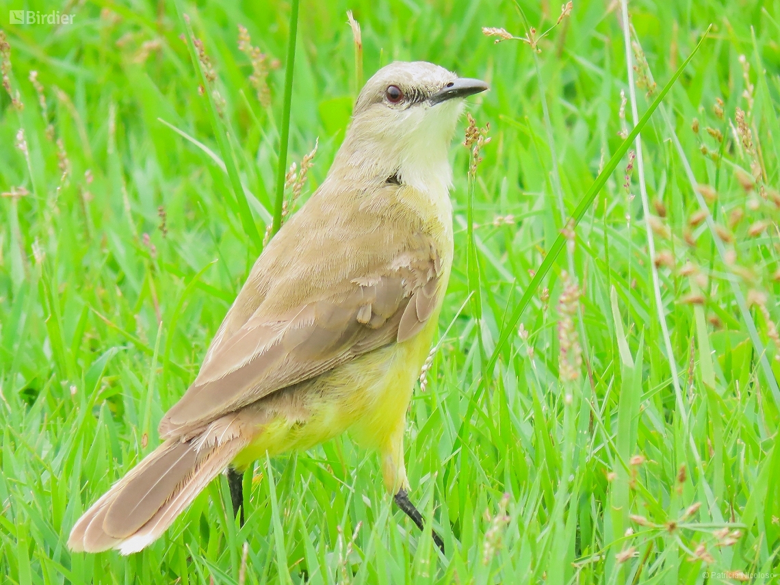 Machetornis rixosa