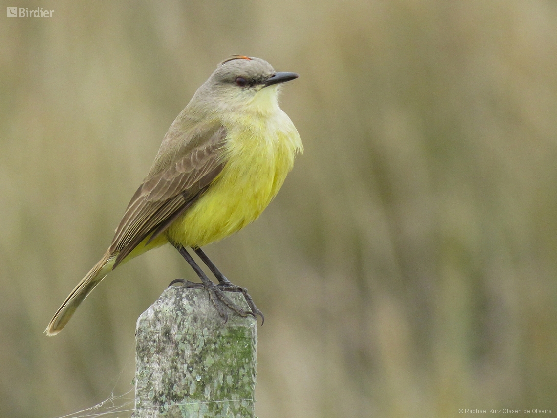 Machetornis rixosa