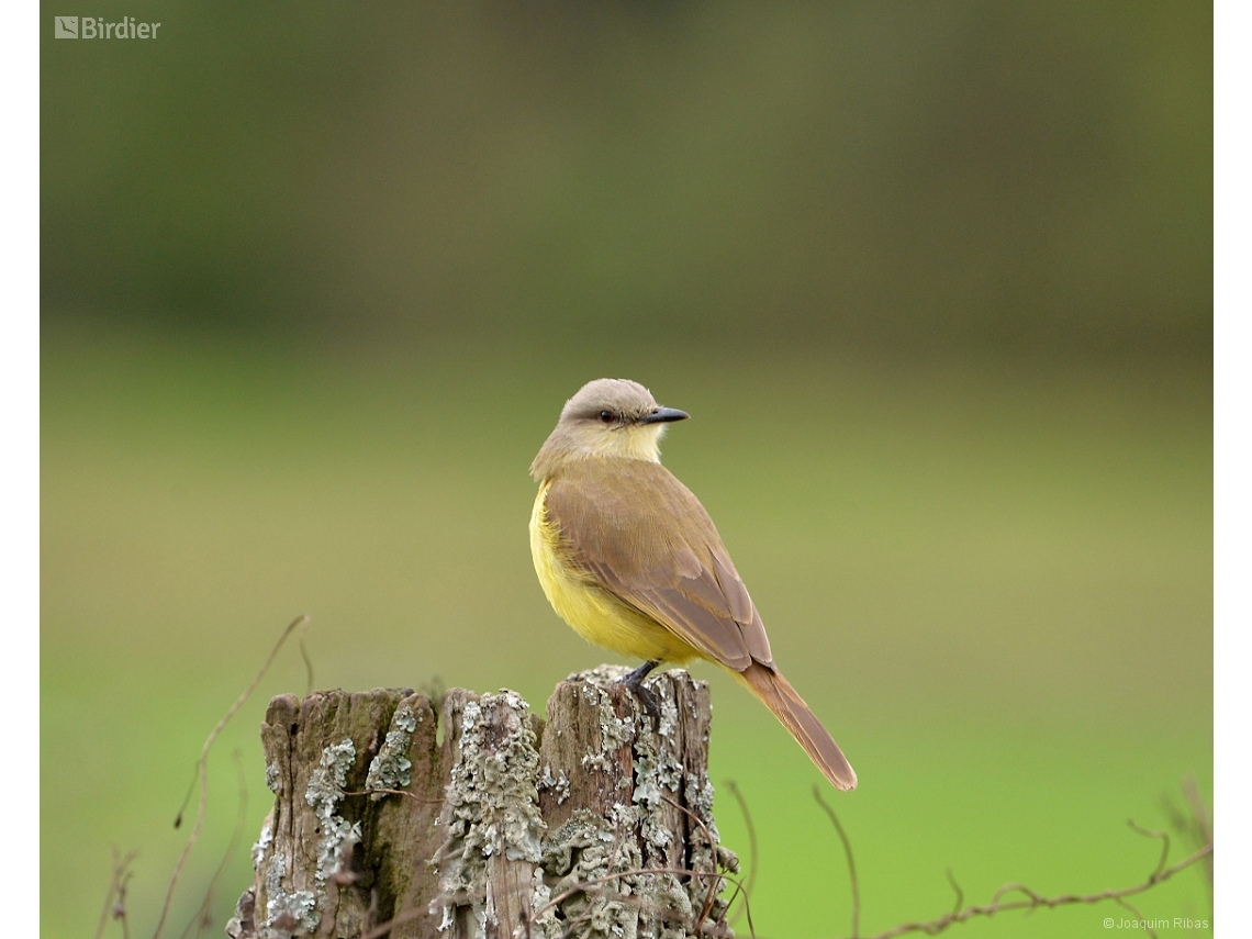 Machetornis rixosa