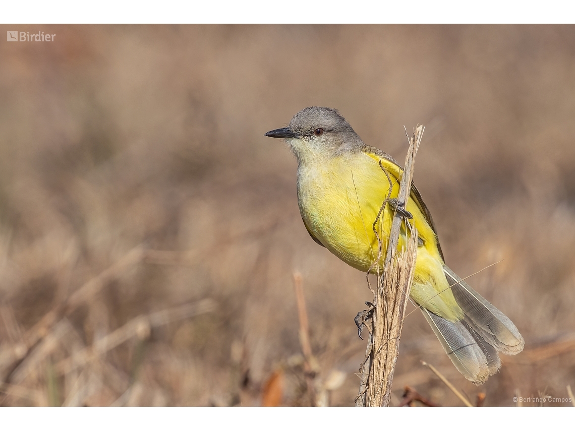 Machetornis rixosa