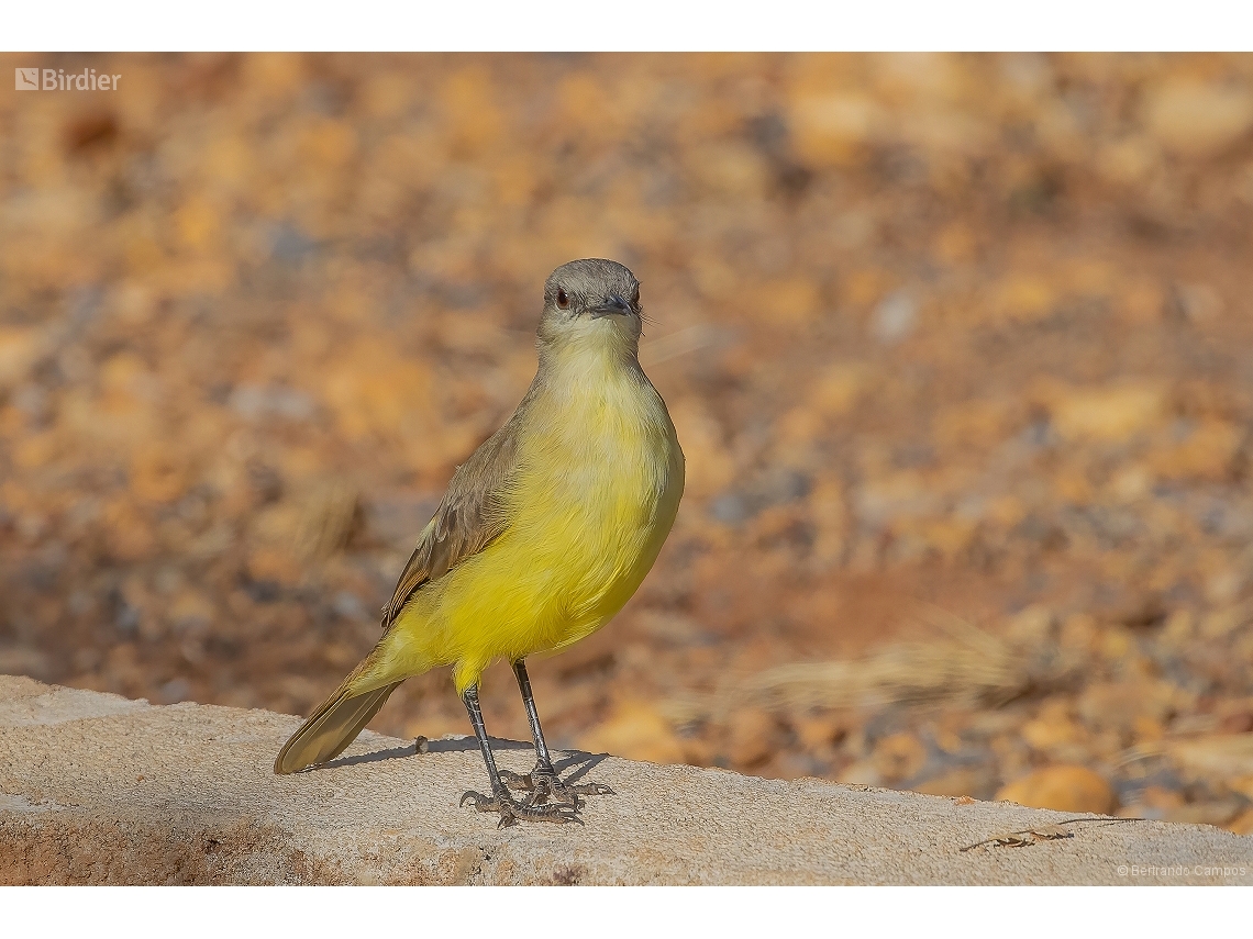 Machetornis rixosa