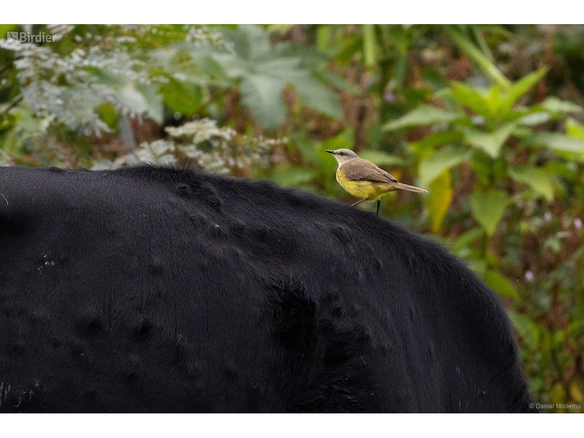 Machetornis rixosa