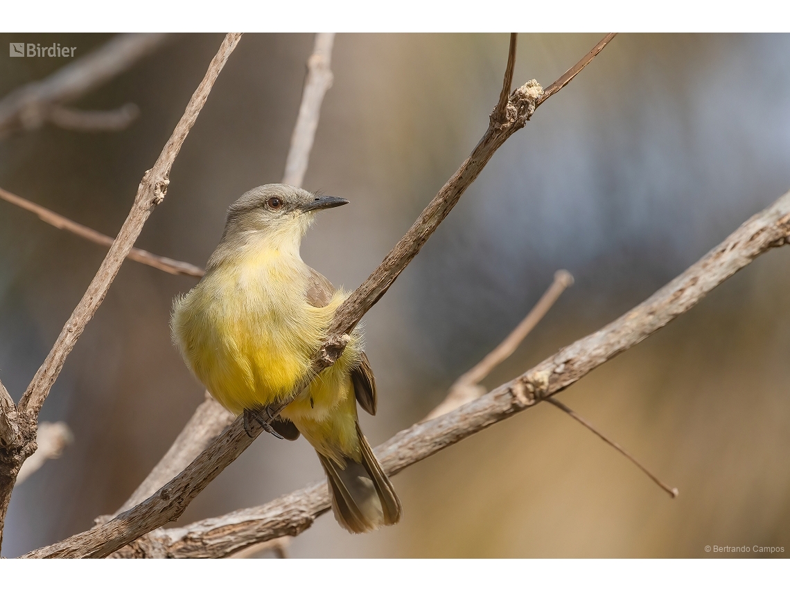 Machetornis rixosa